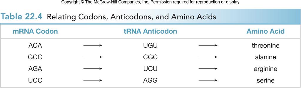 RNA Translation & Protein Synthesis Related codons, anticodons, and amino acids: