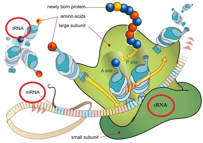 RNA Protein Synthesis in Ribosome hvp://apbrwww5.apsu.