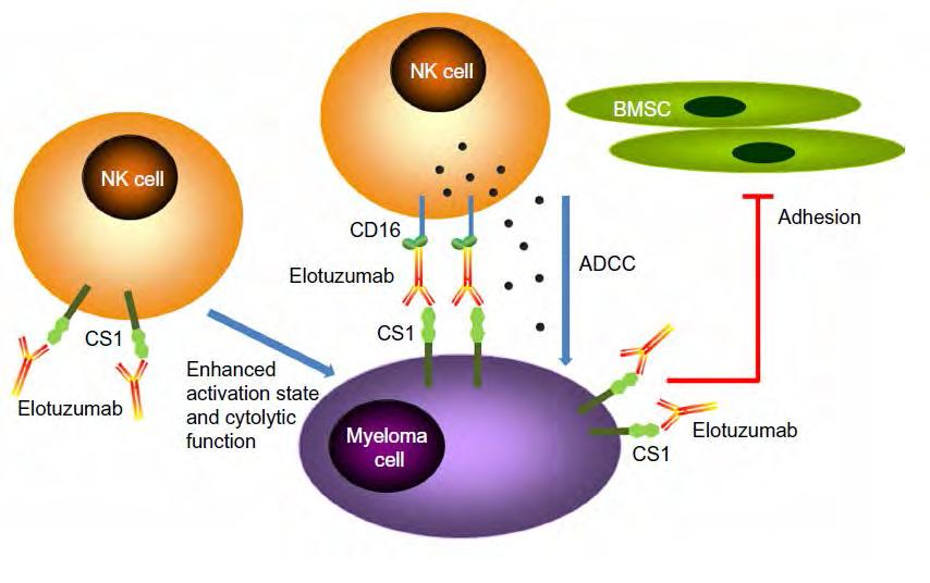 Optimized mab - MM Elotuzumab, an immunostimulatory monoclonal