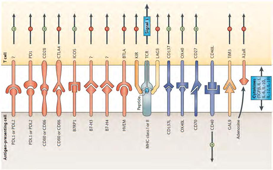 Immune-mechanisms: T-cell mediated killing Multiple immuno-receptors guide an adequate T cell response An over-reaction of the immune