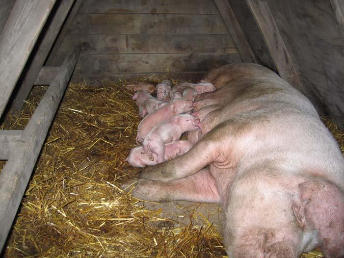 Difficulty in keeping sows segregated was experienced.