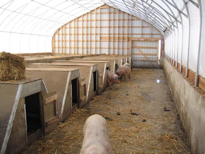 For the second farrowing, doors and fronts were built onto huts, and sows were let in and out manually each day for
