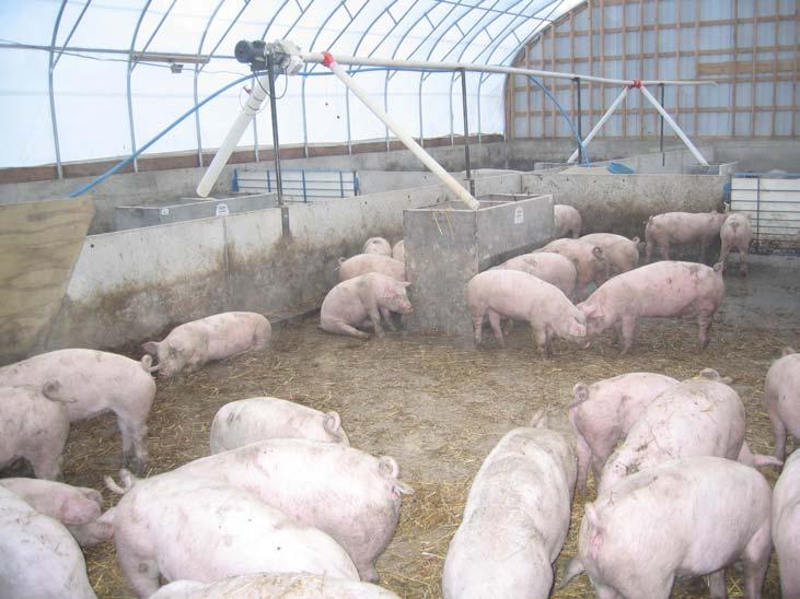 First group of pigs to be put through nursery exceeded expectations and was beyond 50 lbs in a desirable amount of time.