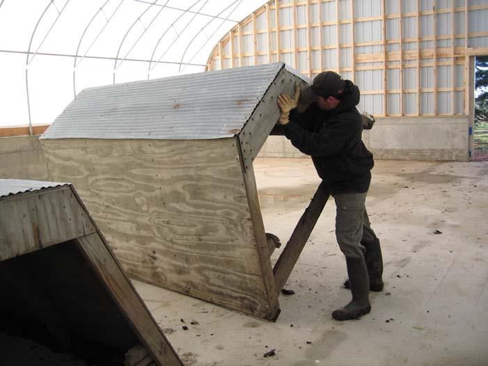 To allow for two separate sow groups, huts from the pasture were brought inside in early November.