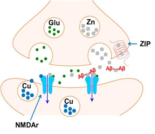 transduction Energy production In neurons: