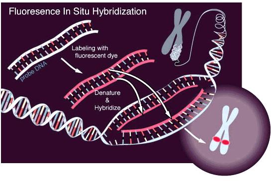 Principles of fluorescence in situ hybridization (FISH) What does FISH do?
