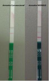 Figure 1. Results of the strip test for MON810, level of 0.