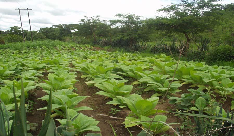smallholders, is the most grown of all tobacco types due to its relatively low production costs (Mwasikakata, 2003). Tobacco, tea, sugar and coffee account for 90 per cent of commodity exports.