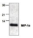 alpha LISA kit IP-1a antibody LISA, IP, AG80174 AG52352 IP2 LISA kit NA1 antibody LISA, IP, AG52357 NA2A antibody, IP, IC,, AG62568 NGF antibody ICC/IF, FACS, IC,, b, Cat, Fer, Pri