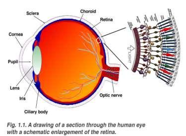 Background Physiology The retina is the light-responsive tissue layer at the back of the eye where the