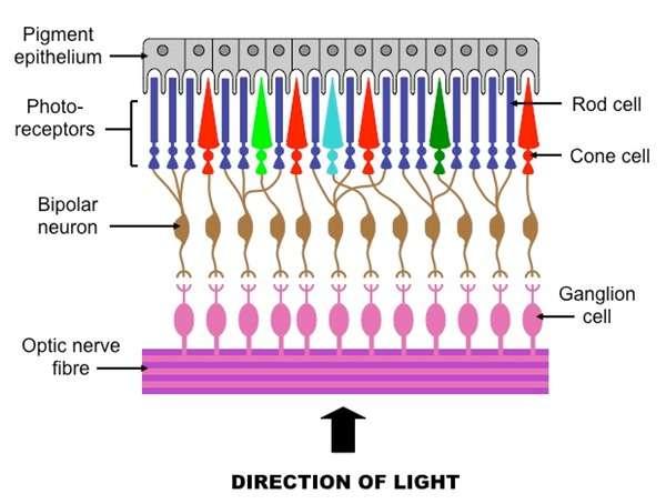 Optic Nerve Fiber Bipolar Neuron Photoreceptors Retinal Pigment Epithelium Sclera Cornea Choroid Retina Pupil