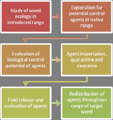 The biocontrol procedure & when it should be used Biological control provides a low-risk solution to many weeds.