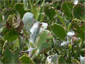 .case study How to harvest leaf-roller moth larvae from the field to establish a leaf-roller moth population Leaf-roller moth eggs will usually