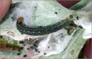 However, leafroller moth larvae can easily be harvested from the field using the following method: 1.