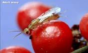 Seed Wasp -