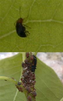 Leaf Beetle Adult