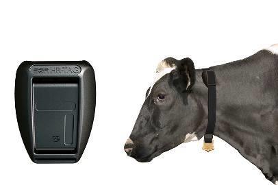 the cow. The Green H Tag provides Activity Monitoring and Identification while the Black HR Tag provides Rumination and Activity Monitoring as well as Identification.