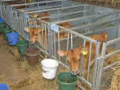Once-a-day Bucket Feeding Once-a-day is a restricted feeding system with very low labour input and is ideal for the farmer with lower calf growth rate requirements.