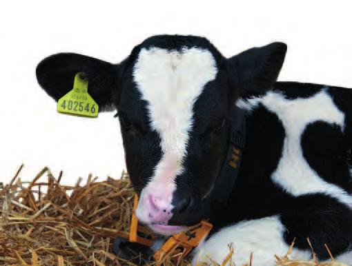 Introduction to Housing In an ideal world, all calf housing would be well ventilated and well drained to ensure very low humidity at calf level, reducing the risk of build up of stale air and the