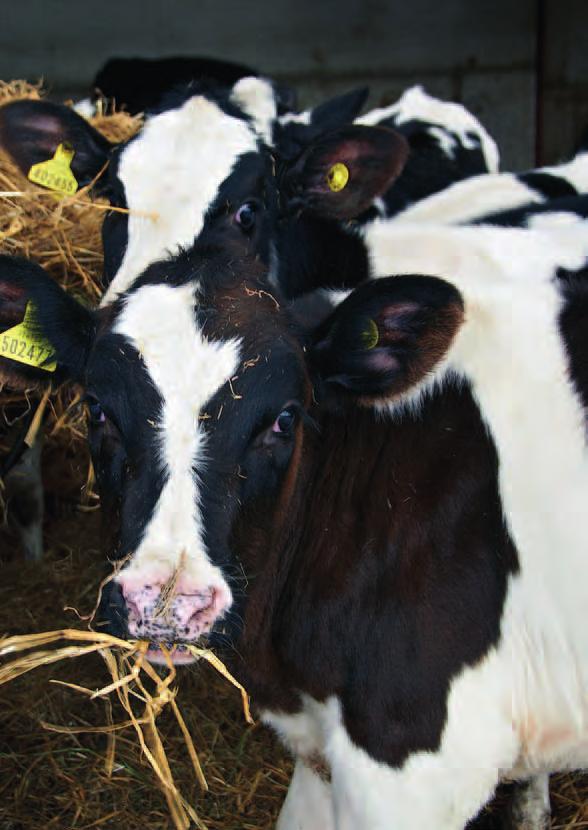 Weaning Timing of weaning The early intake of solid feed helps to condition the immature rumen and encourage it to develop so that the calf can eventually obtain a high proportion of its nutrient