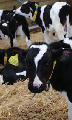 Rearing for a Reason Heifer rearing Traditional calf rearing systems feeding once or twice-a-day with low levels of Calf Milk Replacer (CMR), particularly in the first 3-4 weeks, results in
