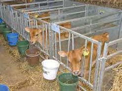 Once-a-day Bucket Feeding Once-a-day is a restricted feeding system with very low labour input and is ideal for the farmer with lower calf growth rate requirements.