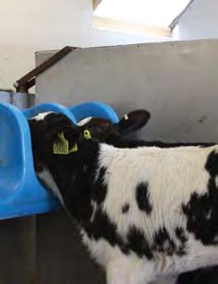 Non automated Cold or Warm Ad-Lib A simple large bucket and teat can be set up to feed cold milk on an ad-lib basis or, if warm milk is required, a heat controlled system, like the Volac Mini-Mum,