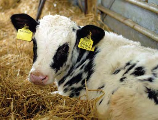 Introduction to Housing In an ideal world, all calf housing would be well ventilated and well drained to ensure very low humidity at calf level, reducing the risk of build up of stale air and the