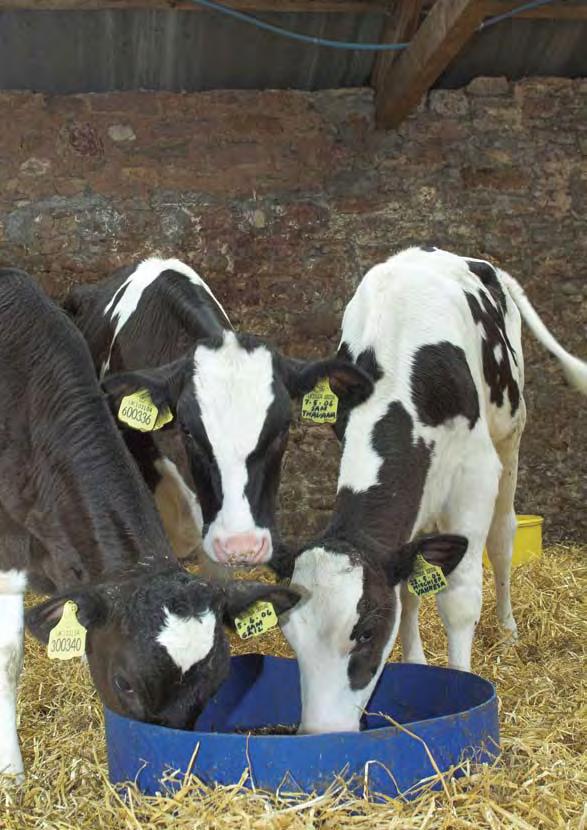Weaning Timing of weaning The early intake of solid feed helps to condition the immature rumen and encourage it to develop so that the calf can eventually obtain a high proportion of its nutrient