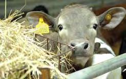 Remember that if a calf is consuming 1kg/day of solid feed and 4 litres of milk @ 12.