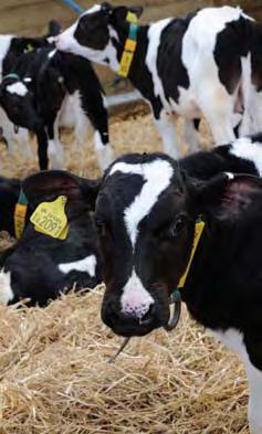 Rearing for a Reason Heifer rearing Traditional calf rearing systems feeding once or twice-a-day with low levels of Calf Milk Replacer (CMR), particularly in the first 3-4 weeks, results in