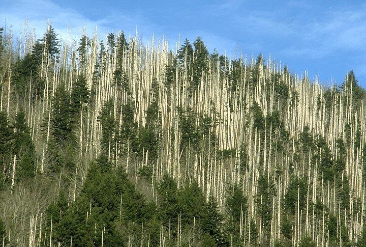 Spruce-fir High