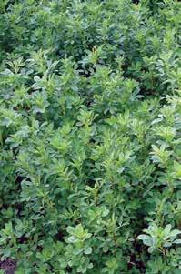 Key Features High-yielding, premium quality lucerne suited to both intensive grazing and fodder production Extremely persisent with a winter activity of 7 Rapid regrowth after grazing and cutting