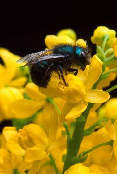 Why native bees: Agriculture Fifty-one species of native bees have been observed visiting watermelon, sunflower, or tomato in California.