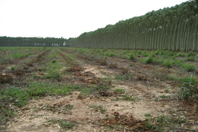 Some eucalyptus plantations in China are relatively high quality Stora Enso