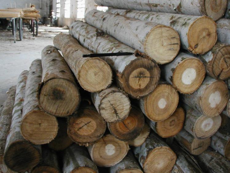 Pulpwood is expensive in China, as even very small (8cm+) eucalyptus