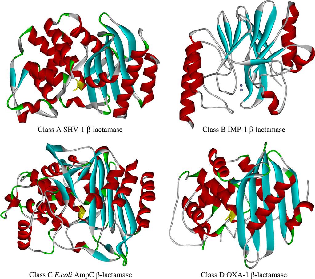 VOL. 23, 2010 -LACTAMASE INHIBITORS 165 FIG. 2. Family portrait of -lactamase enzymes. (A) Class A SHV-1; (B) class B IMP-1; (C) class C E. coli AmpC; (D) class D OXA-1.