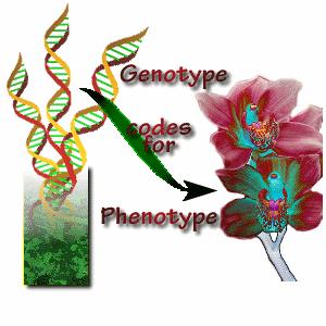 Genotype-an organisms genetic makeup DNA provides a template for making