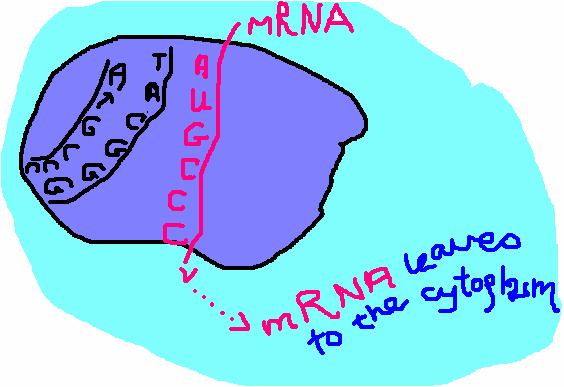 Transcription Summary Trancription 1. A mrna (messenger RNA) transcript is made from the DNA template (one side of the DNA) 2.