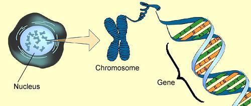 Remember: DNA can be found in the nucleus DNA is coiled up and spooled onto chromosomes Each chromosome holds several thousand genes We inherit