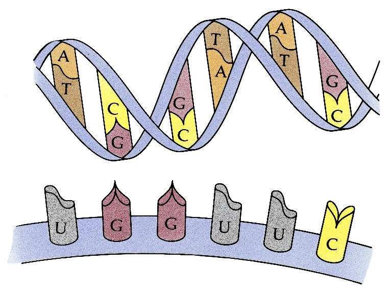 Before we begin protein synthesis discussion, it is important to understand the differences between DNA and RNA What do they have in common?