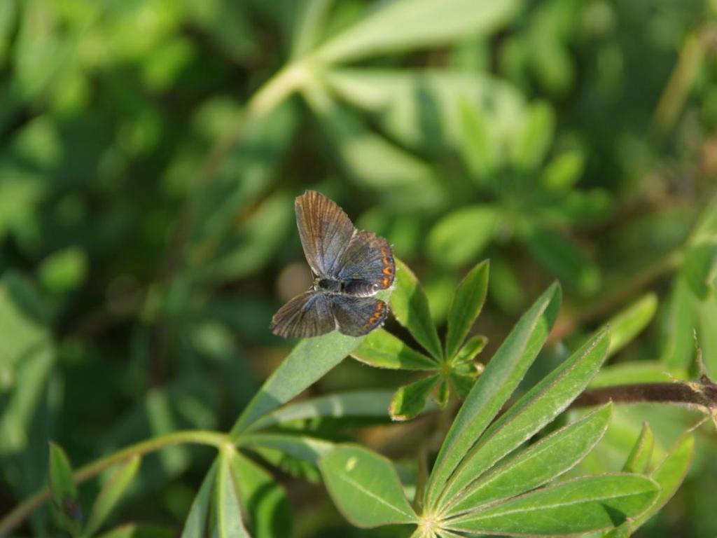 The agencies and organizations who assist on the Karner Blue Butterfly Restoration Project, in addition to the NH Fish and Game Department (NHFG) and the US Fish and Wildlife Service (USFWS), include
