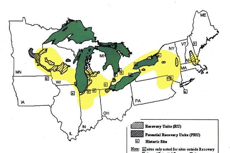 Historic and potential recovery areas of the Karner blue butterfly