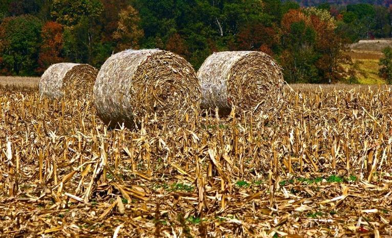 Maize residues: current and prospective uses in Ukraine Current uses: Organic fertilizer Feed for livestock Few examples of energy production Maize cobs Prospective