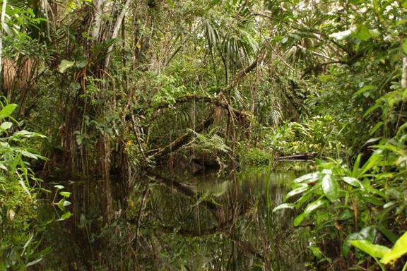 is for Varzeas, or flooded forests. Amazonia is drenched by rainfall averaging from 80 to 120 inches annually. Some forests are partly submerged for several months.