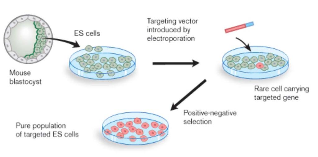 Traditional methods to generate novel alleles Transgenesis
