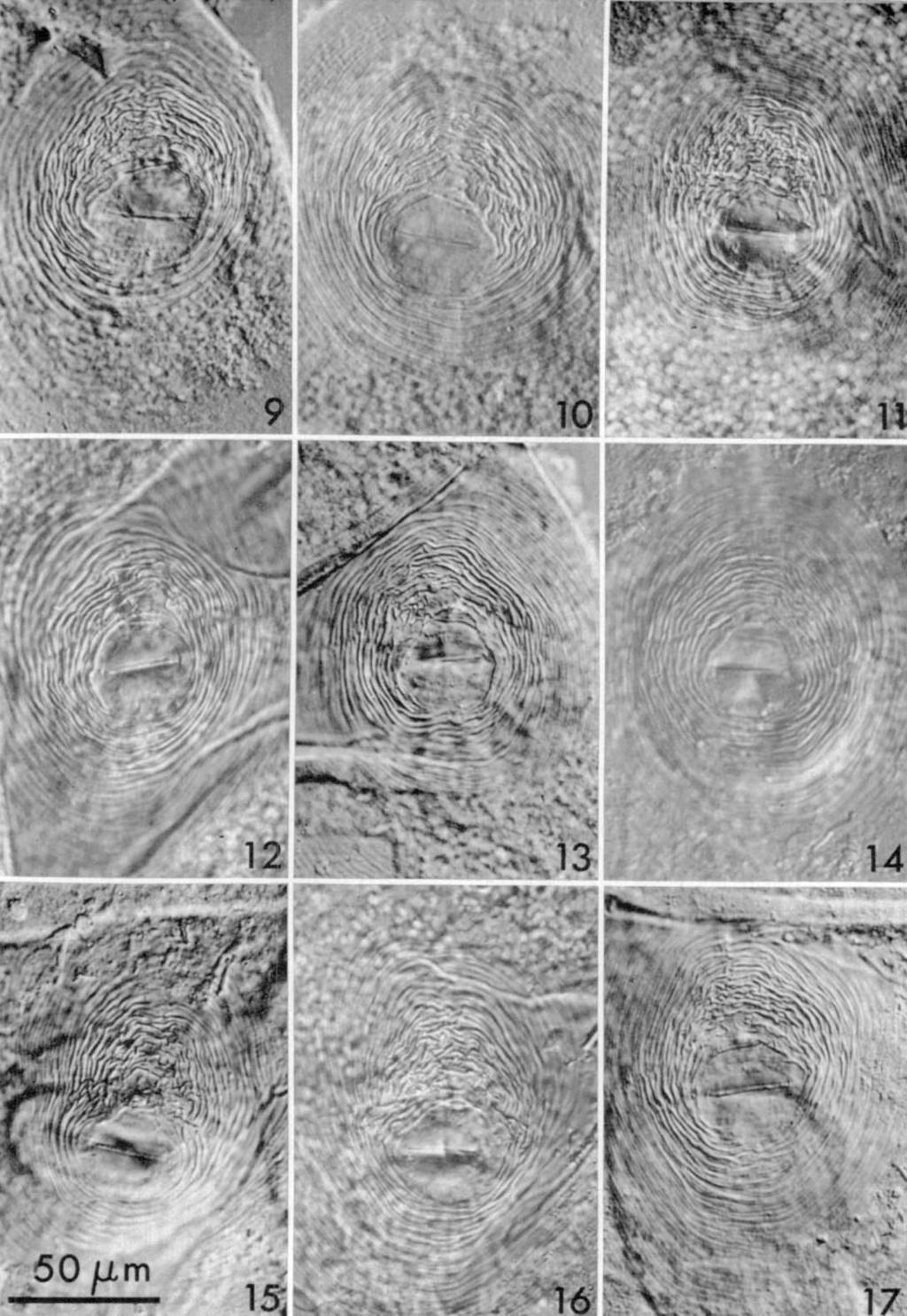 Photomicrographs of nine females of