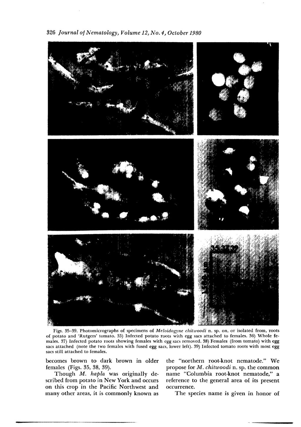 326 Journal o] Nematology, Volume 12, No. 4, October 1980 Figs. 35-39. Photomicrographs of specimens of Meloidogyne chitwoodi n. sp. on, or isolated from, roots of potato and 'Rutgers' tomato.