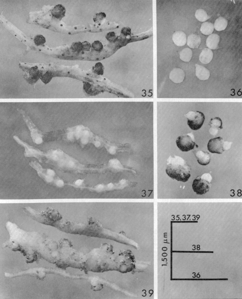 38) Females (from tomato) with egg sacs attached (note the two females with fused egg sacs, lower left). 39) nfected tomato roots with most egg sacs still attached to females.