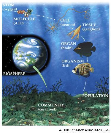 Overview: The Scope of Ecology Ecology the study of the household of nature Interactions occur across a hierarchy of scales From organismal level to